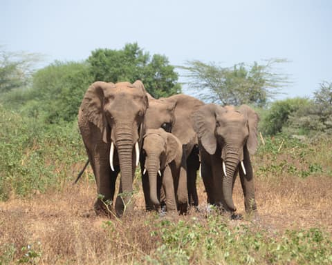 Essentials of Tanzania