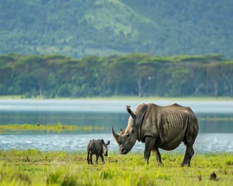 Sabanas de Kenia y Tanzania