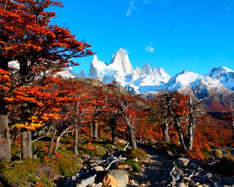 MTPE-52082 EL CALAFATE