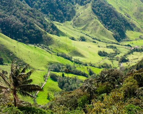 Ruta del Café - Armenia y Medellín