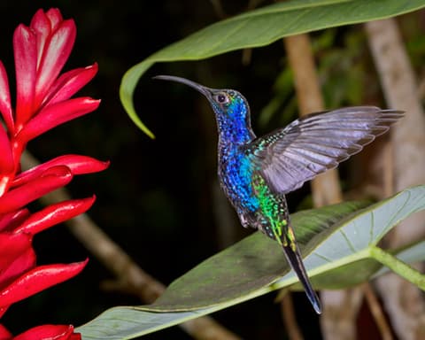 Los encantos de Costa Rica 