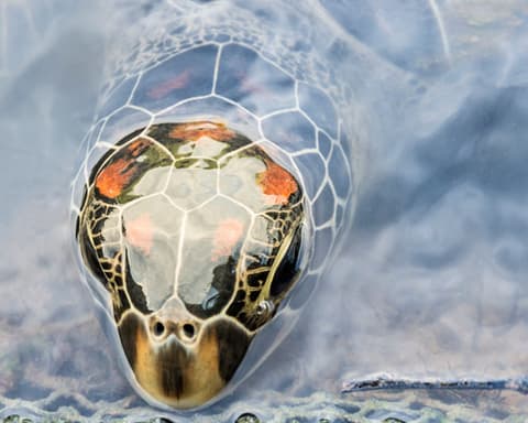 Costa Rica al Son del Calypso