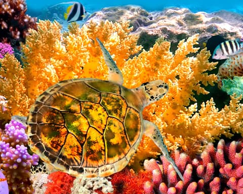 OFERTA Maldivas en Hotel Kurumba Maldivas