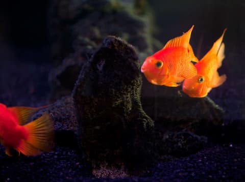 Washington Plaza Hotel, Lobby