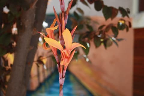 B&B Domus Atilia, Garden