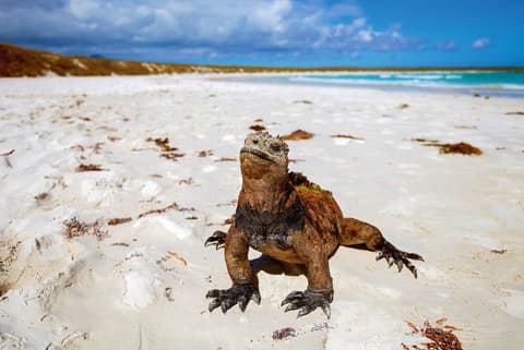 Ultimate Galapagos: Central Islands (Grand Daphne)