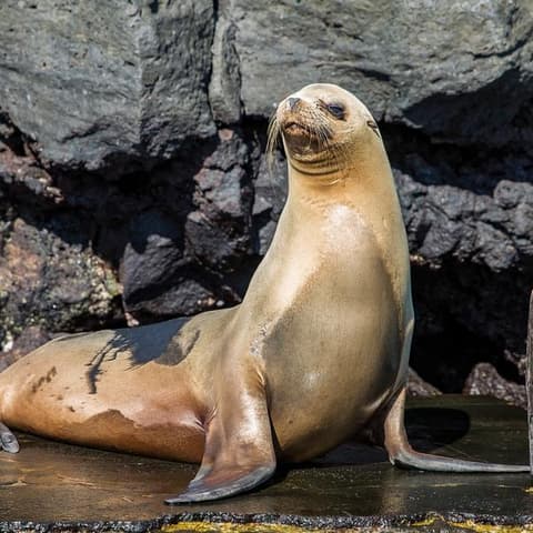Galápagos — East, Central, & West Islands aboard the Eden