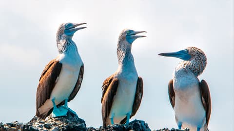 Galápagos – West and Central Islands aboard the Reina Silvia Voyager (Cruise Only)