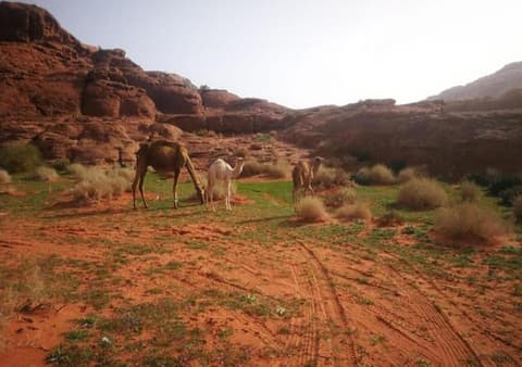 Wadi Rum, 