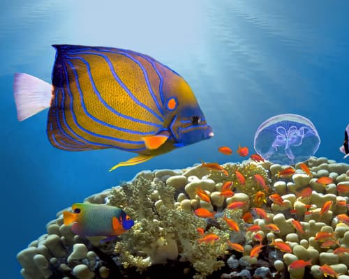 250274 - Egito | Sharm El Sheikh | 2026 | Voos do Porto (14 NTS)