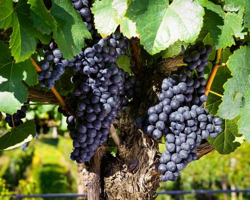 Paquete en Tarija l Tours en Familia con Hospedaje