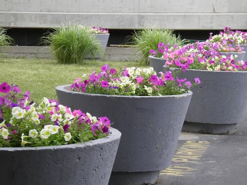 Quality Inn & Suites Downtown, Garden