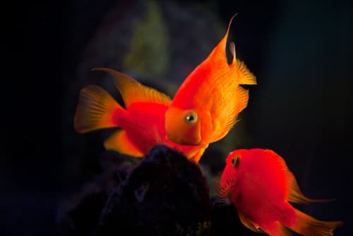 Washington Plaza Hotel, Lobby