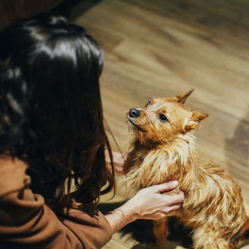 Petit Palace Tamarises, Pet-friendly