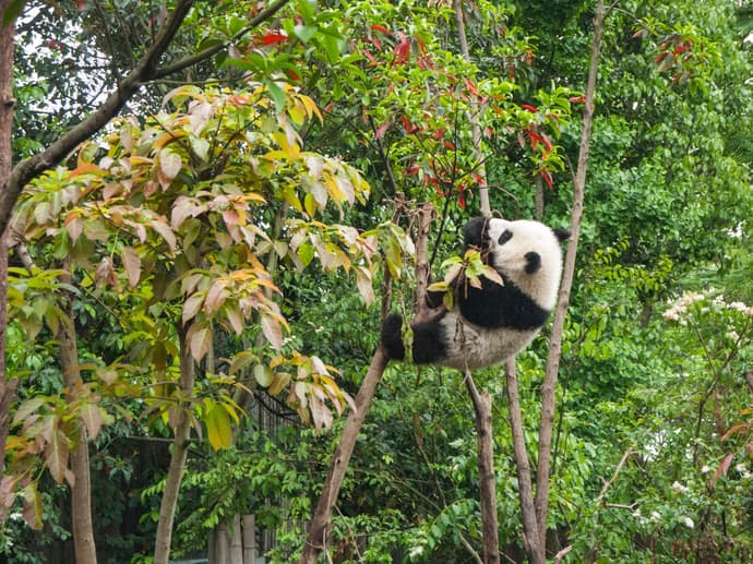 Gran Cina tra Panda e Villaggi delle Nuvole