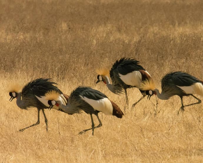 Safari "Tansania entdecken" 