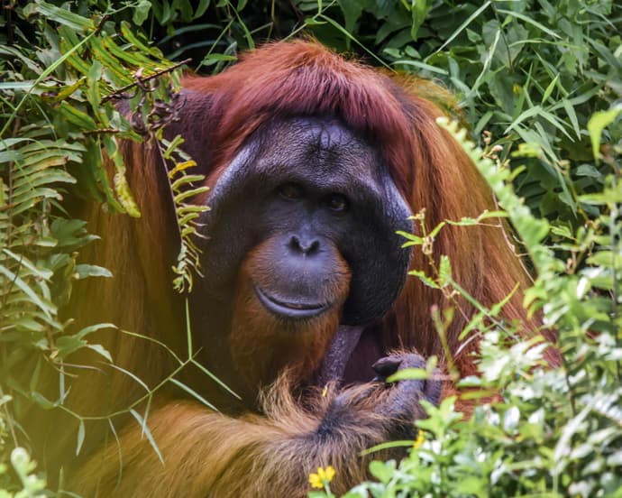 Private Kurztour "Orang Utans auf Sumatra"