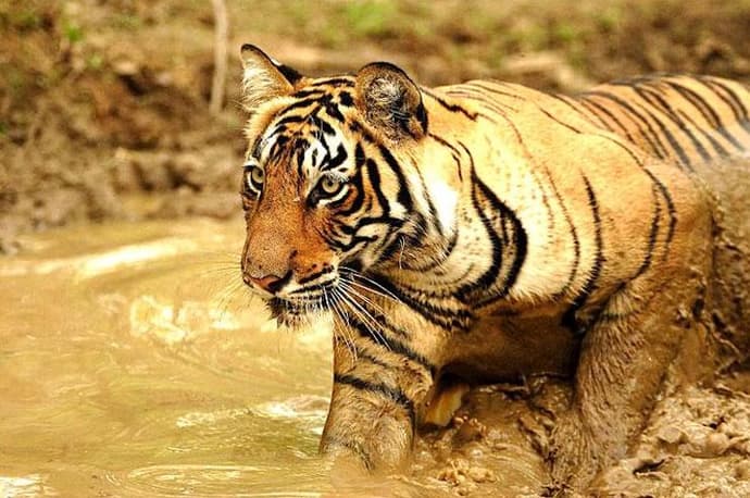 Rundreise "Buntes Rajasthan mit Ranthambore"