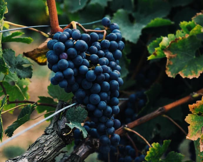 RUTA DEL VINO EN BAJA CALIFORNIA