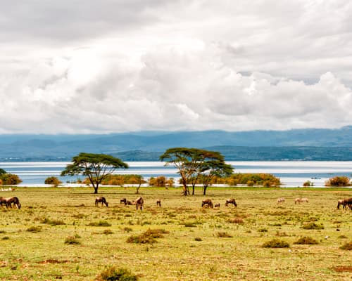 Sabanas de Kenia y Tanzania