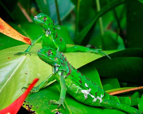 Los encantos de Costa Rica 