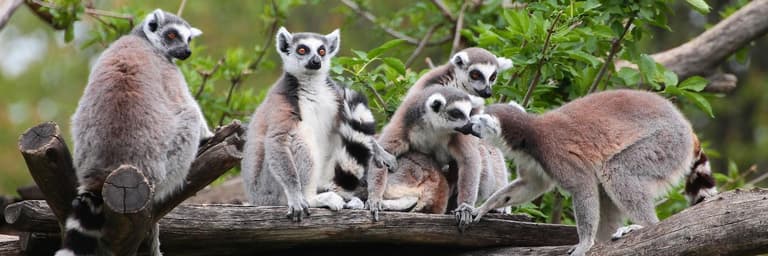 Jane Goodall Collection